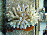 Coral promotion and settlement technology