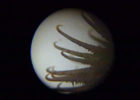 写真：実態顕微鏡を用意し、通常では見られないような種の細部を観察してもらいました