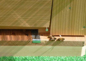 写真：次々と木箱からミツバチが出てきました
