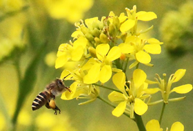 写真：ミツバチの訪花活動