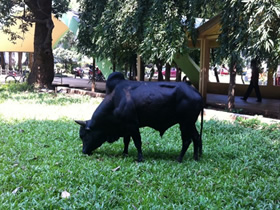 写真：と牛がキャンパスの草地を除草していました。