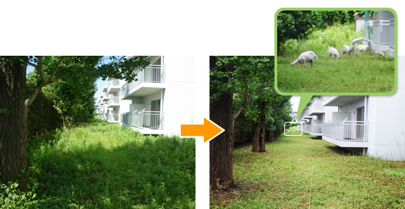 photo: Urban Grazing Project(Using goats and chickens for greenspace management)