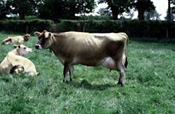 ジャージー種の牛