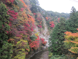 鉄路を阻む硬い岩盤の山だが紅葉は美しい