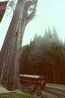 阿里山の神木とスイッチバック（1981年撮影）