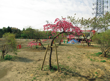 図版：施設の一角に移植された植栽