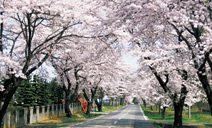 写真：胆沢扇状地。国道397号沿いの桜並木が美しい