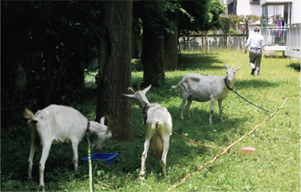 写真：ワイヤーを地面に固定して，複数頭のヤギを係留