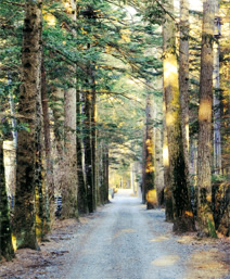 写真：静かな佇まいの「鹿島ノ森」界隈