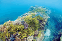 写真：沖縄のサンゴ礁