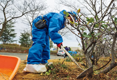 図版：富岡町総合スポーツセンターの植栽部の除染作業