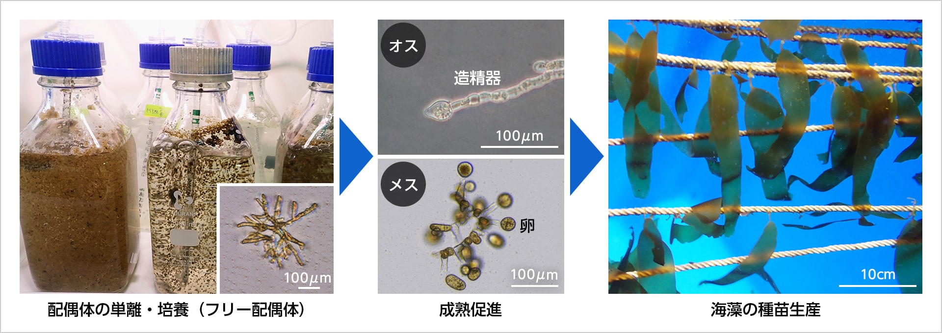 図版：大型海藻の種苗生産技術・海藻養殖への展開