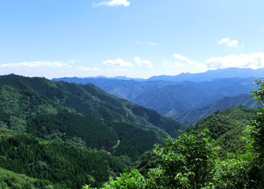 社有林の宮崎県清蔵ヶ内山林（左側が造林地）