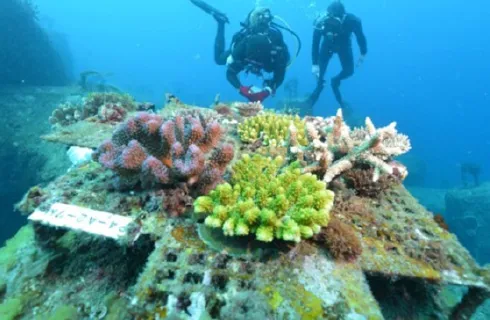 図版：5年で多様なサンゴ群集が自然再生