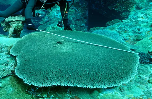 図版：10年でサンゴが拡大