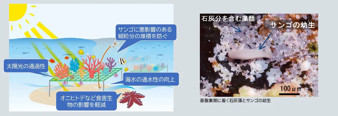 図版：コーラルネットの機能模式図