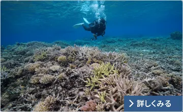 図版：台風で破壊されたサンゴ礁への適用