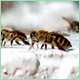 Japanese Honeybee Project