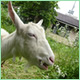 Goat Grazing Project(Using goats for greenspace management)