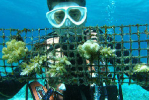 fig: Coral restoration project on Zamami Island, one of the Kerama Islands