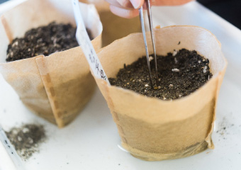 Sowing seeds in a biodegradable pot