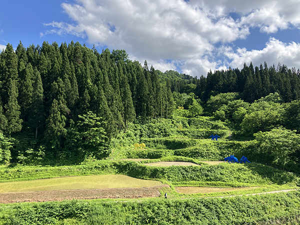Image: Rice terraces where Kajima employees participated in planting and harvesting rice