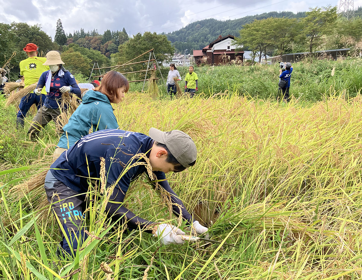 Image: A large number of rice plants were harvested