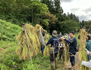 Image: The harvest set up for drying