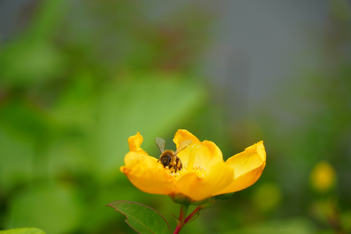 Image: A honey bee at Akasaka Nouen