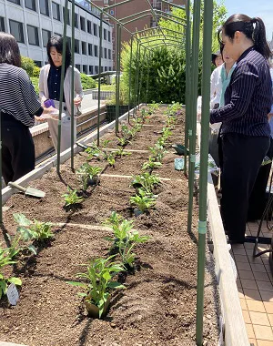 Image: Watermelon and edible flower seedlings