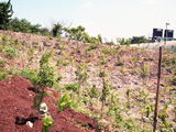 Revegetation technology
