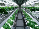 Plant production facility
