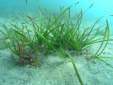 Eelgrass community promotion technology