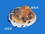 Habitat evaluation technology of bivalves