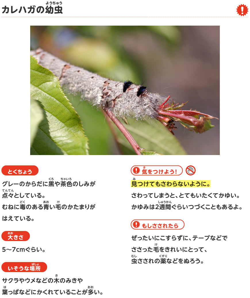 カレハガの幼虫 あぶない 秋のいきもの 探検しよう いきものにぎわうまち 鹿島建設株式会社