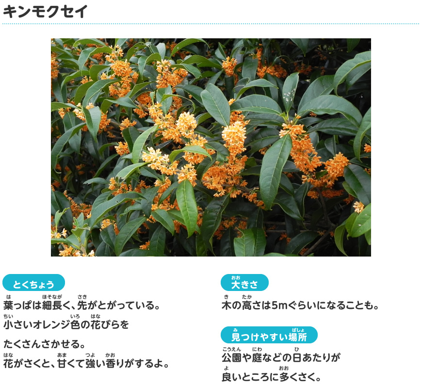 キンモクセイ 秋の花 探検しよう いきものにぎわうまち 鹿島建設株式会社