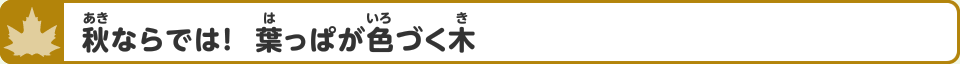 秋ならでは！　葉っぱが色づく木