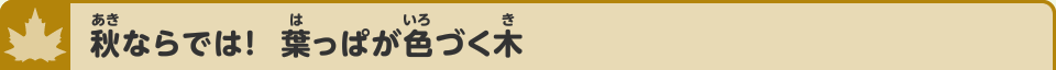 秋ならでは！　葉っぱが色づく木