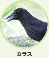 カラス