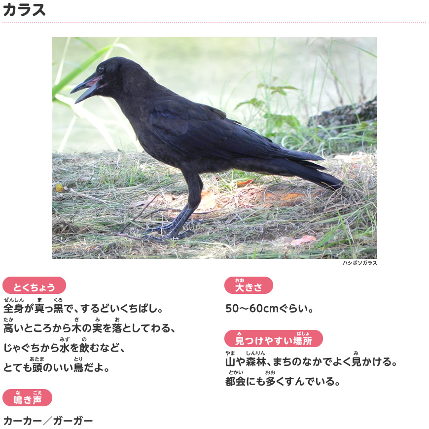 カラス 春に見られる鳥 探検しよう いきものにぎわうまち 鹿島建設株式会社