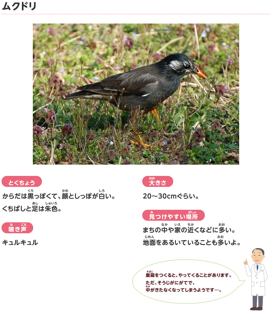 ムクドリ 春に見られる鳥 探検しよう いきものにぎわうまち 鹿島建設株式会社