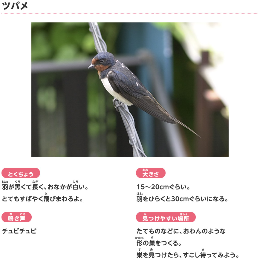 ツバメ 春に見られる鳥 探検しよう いきものにぎわうまち 鹿島建設株式会社