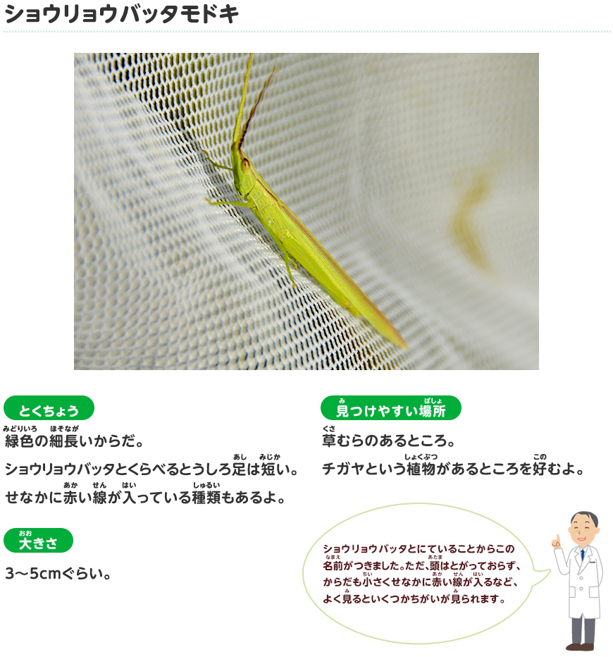 ショウリョウバッタモドキ