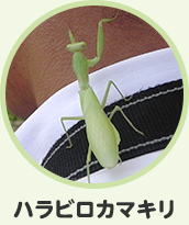 ハラビロカマキリ