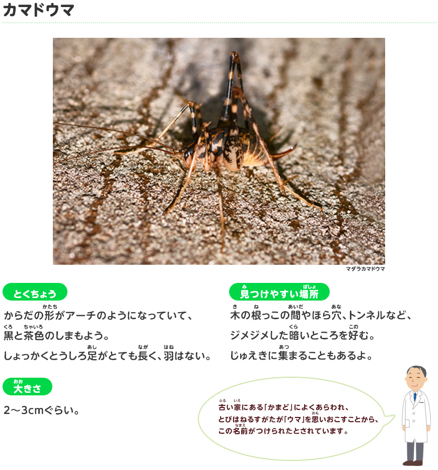 カマドウマ バッタ カマキリなど 探検しよう いきものにぎわうまち 鹿島建設株式会社