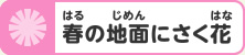 春の地面にさく花