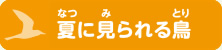 夏に見られる鳥