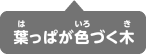 秋ならでは！葉っぱが色づく木