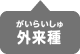 春に見られる外来種