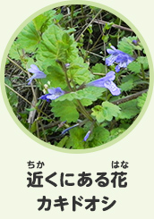 近くにある花　カキドオシ